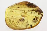 Detailed Fossil Spider (Araneae) In Baltic Amber #330665-1